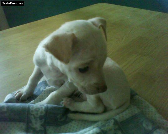 Foto del perro Candy