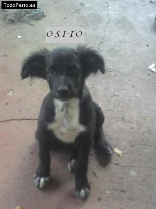 Foto del perro Osito