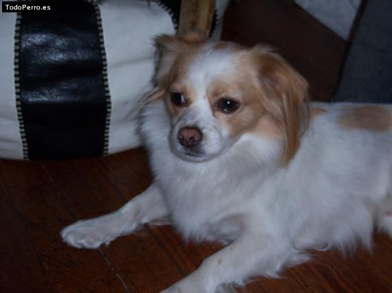 Foto del perro Cholito
