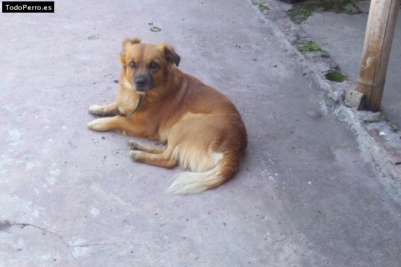 Foto del perro Tobias