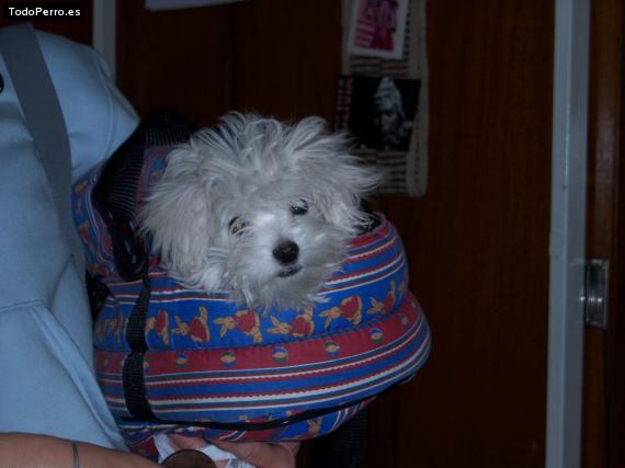 Foto del perro Isolda