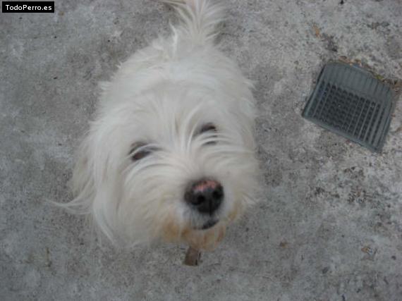 Foto del perro Estrella
