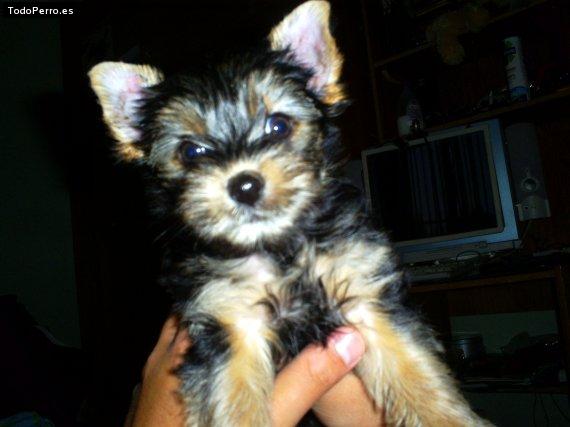 Foto del perro Martin