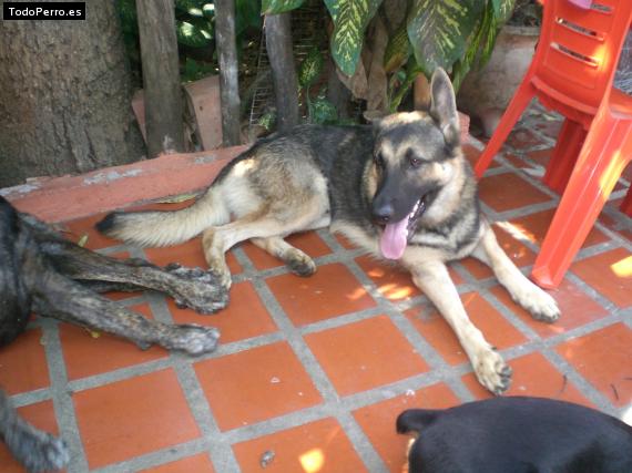Foto del perro Rey