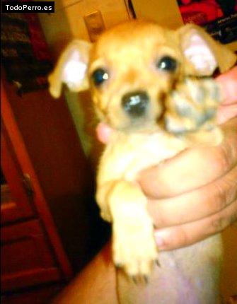 Foto del perro Corey