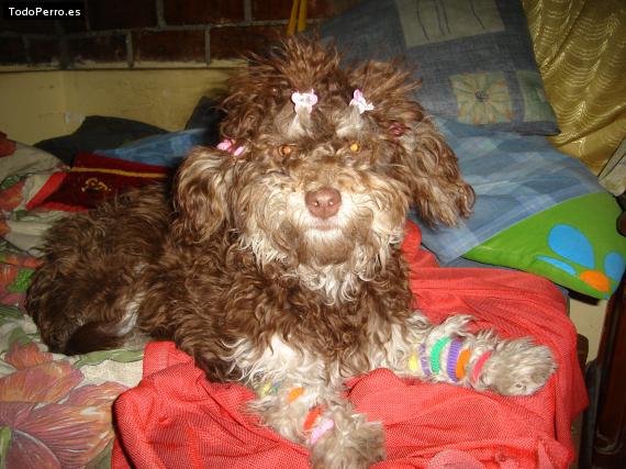Foto del perro Chily