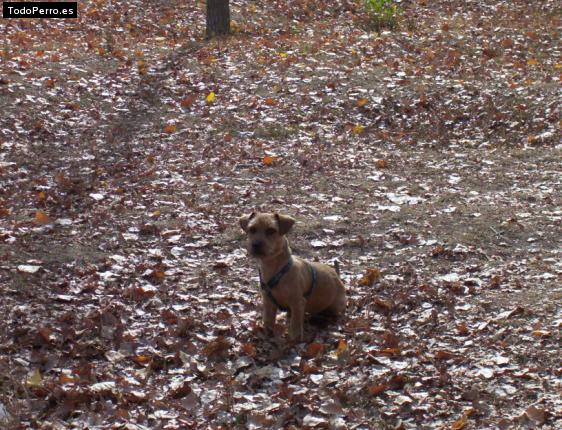 Foto del perro Charlie