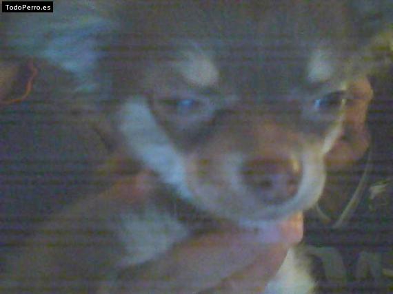 Foto del perro Chubaca