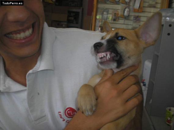 Foto del perro Tobby