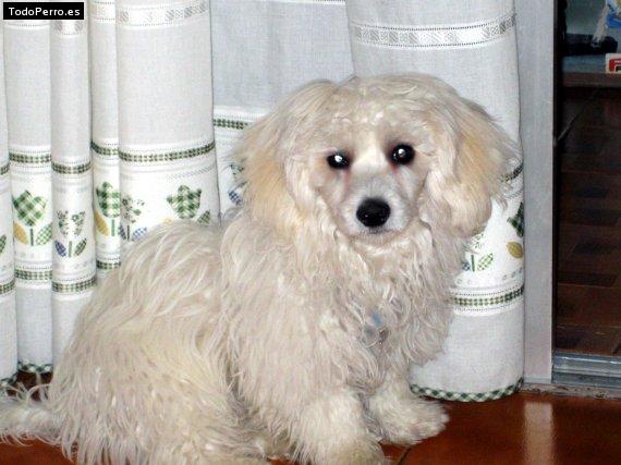 La foto del perro Chulo Foto del perro Chulo