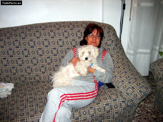 Foto del perro Chulo
