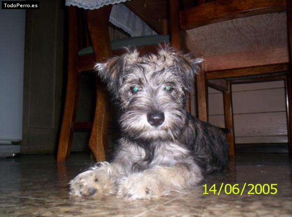 Foto del perro Fiwi