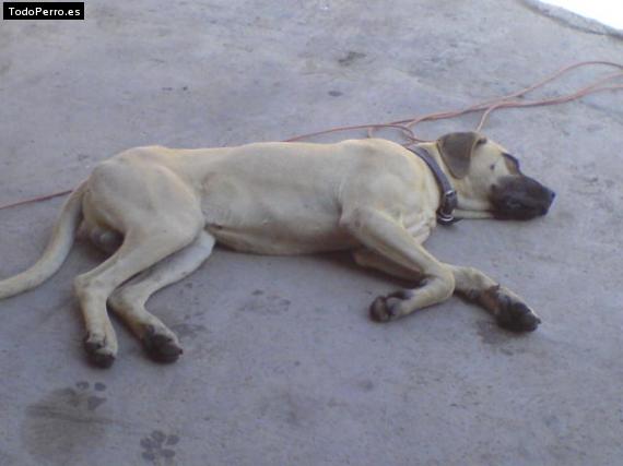 Foto del perro Rufo
