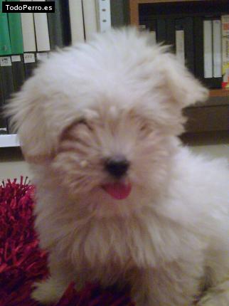 Foto del perro Shira