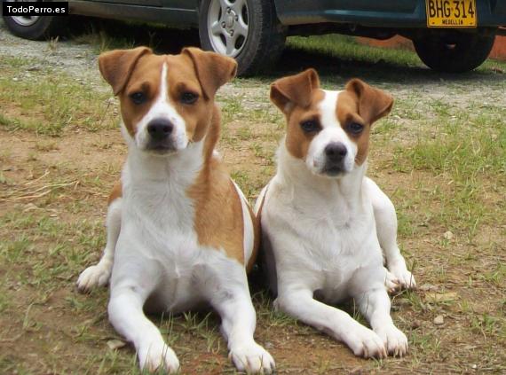 Foto del perro Daira sofía y kafira