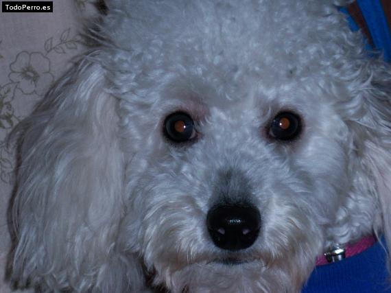Foto del perro Umma