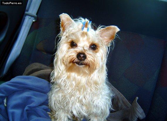 Foto del perro Winny