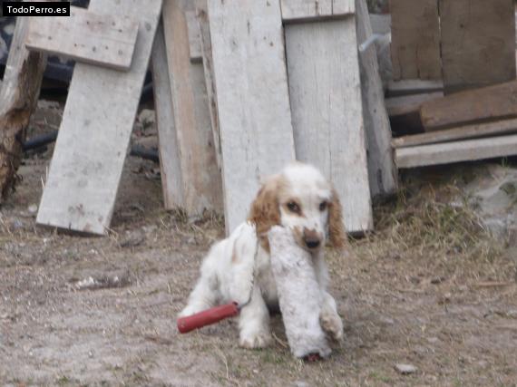 Foto del perro Kokito