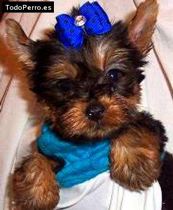 Foto del perro Twin