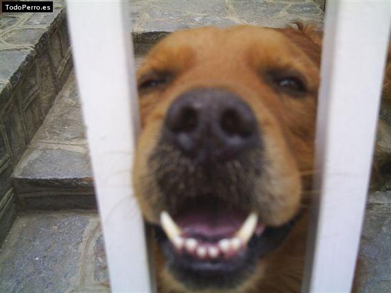 Foto del perro Brandy