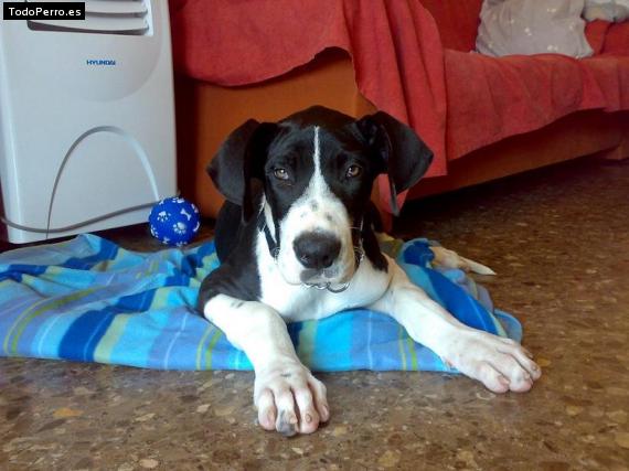 Foto del perro Shira
