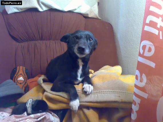 Foto del perro Chicha