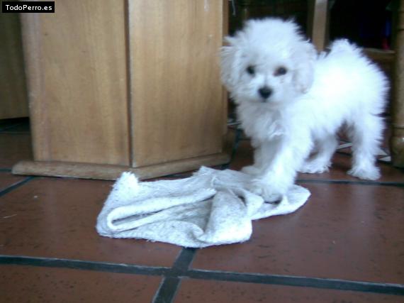 Foto del perro Reina