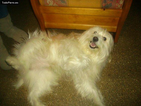 Foto del perro Cotte