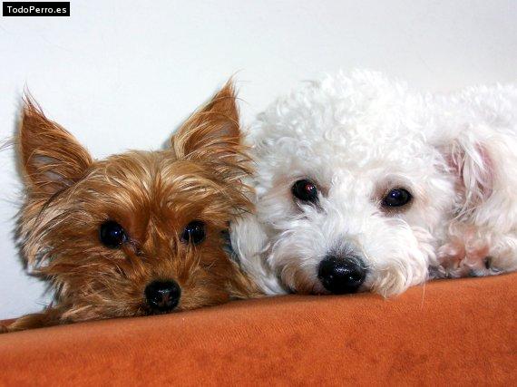 Foto del perro Nube y luna