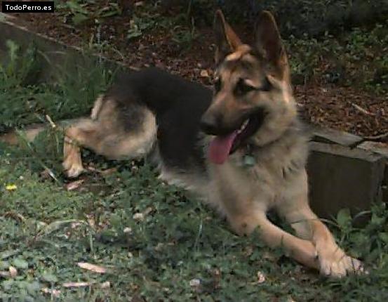 Foto del perro Wanda