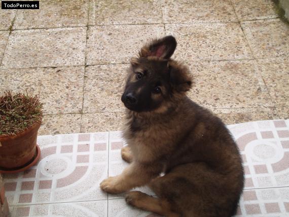 Foto del perro Tara
