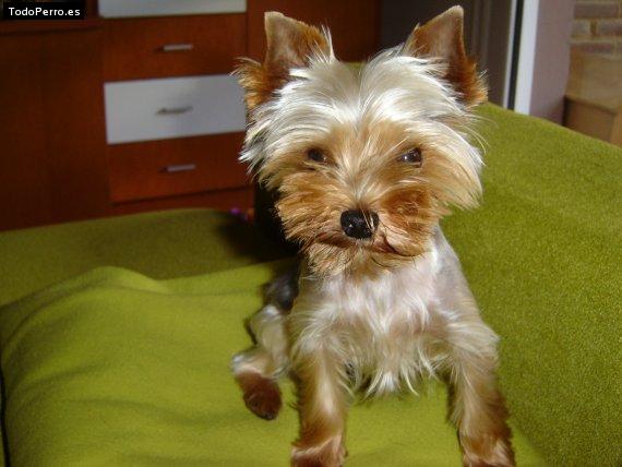 Foto del perro Spike