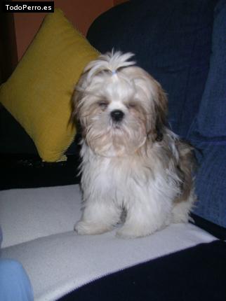 Foto del perro Tico
