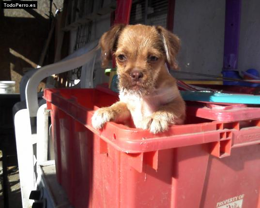 Foto del perro Pee-wee