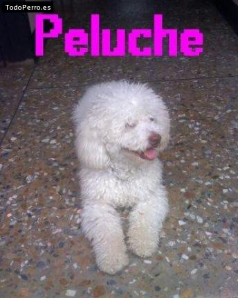 Foto del perro Peluche