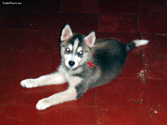 Foto del perro Balon rivera