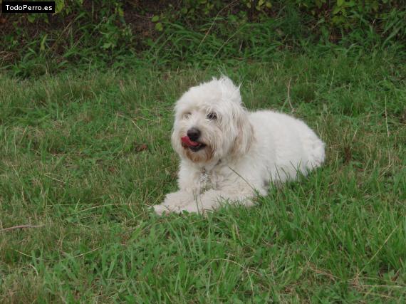 Foto del perro Candy