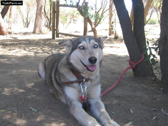 Foto del perro Singer