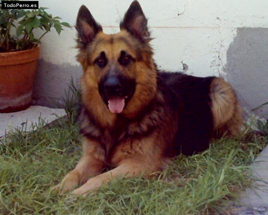 Foto del perro Scooby