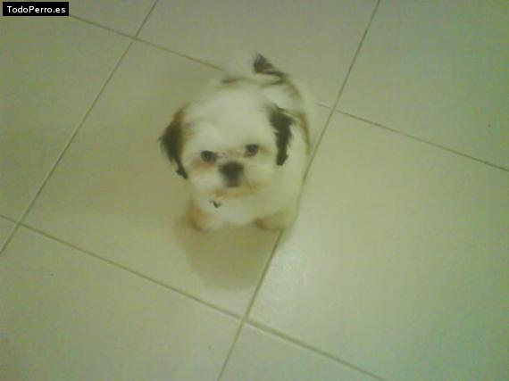 Foto del perro Rooney