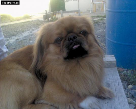Foto del perro Cocky