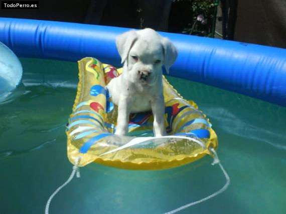 Foto del perro Blanca