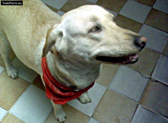 Foto del perro Mona