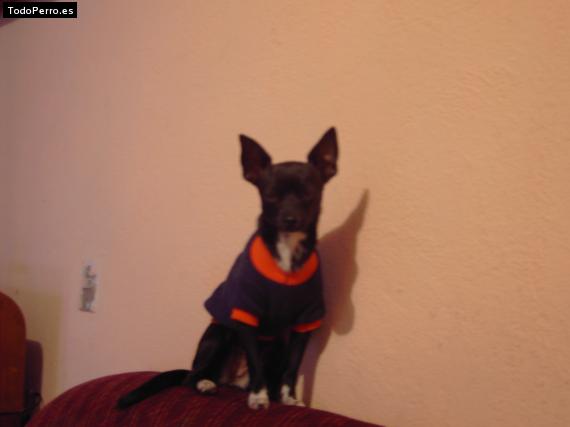 Foto del perro Totis