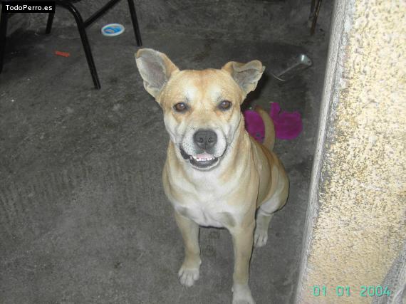 La foto del perro Cachi Foto del perro Cachi