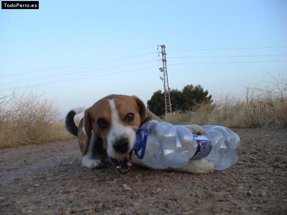 Foto del perro Zarco