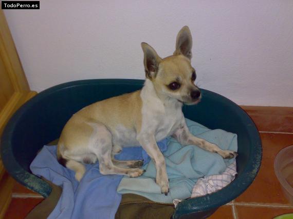 La foto del perro Chorla Foto del perro Chorla