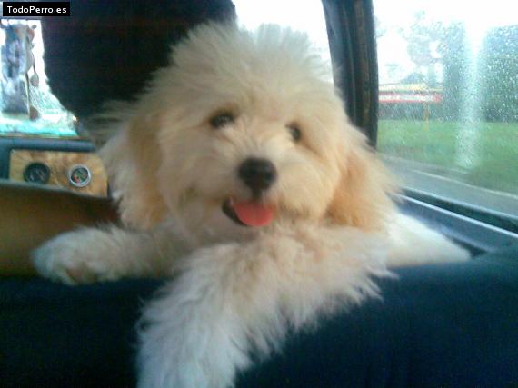 Foto del perro Camilita