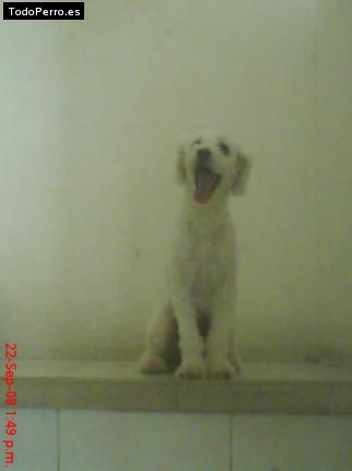 La foto del perro Cuxo Foto del perro Cuxo