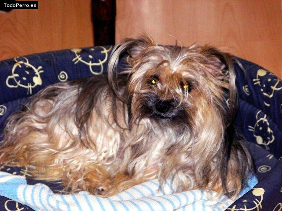 Foto del perro Hydra